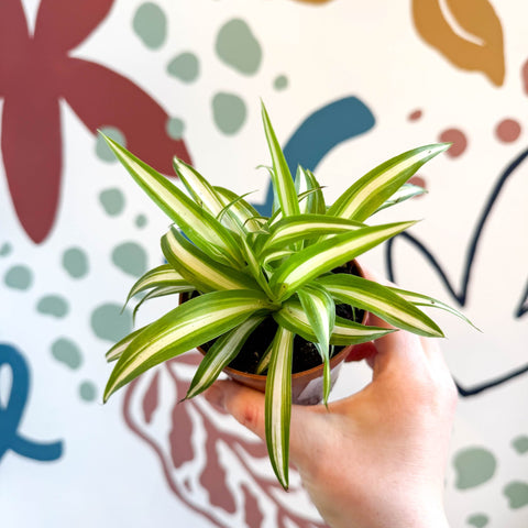 Chlorophytum comosum 'Variegatum' - Spider Plant - Sprouts of Bristol