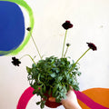 Chocolate Cosmos - Cosmos atrosanguineus - Sprouts of Bristol