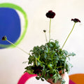 Chocolate Cosmos - Cosmos atrosanguineus - Sprouts of Bristol