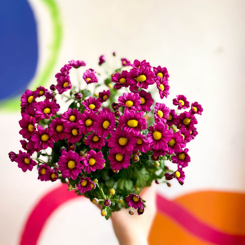 Chrysanthemum indicum 'Madiba' - Lucky Dip - Sprouts of Bristol