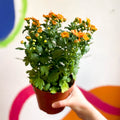 Chrysanthemum indicum 'Madiba' - Lucky Dip - Sprouts of Bristol