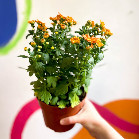Chrysanthemum indicum 'Madiba' - Lucky Dip - Sprouts of Bristol