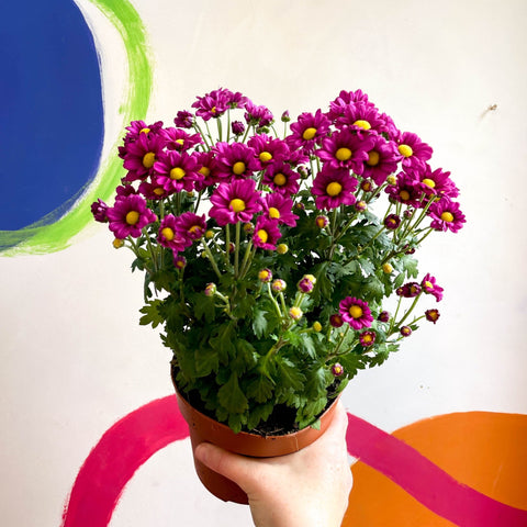 Chrysanthemum indicum 'Madiba' - Lucky Dip - Sprouts of Bristol