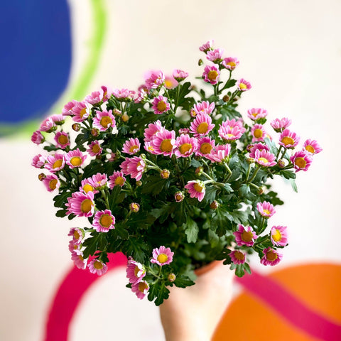 Chrysanthemum indicum 'Madiba' - Lucky Dip - Sprouts of Bristol