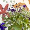 Cineraria - Senetti 'Deep Blue' Suntory Collection - British Grown - Sprouts of Bristol