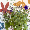 Cineraria - Senetti 'Deep Blue' Suntory Collection - British Grown - Sprouts of Bristol