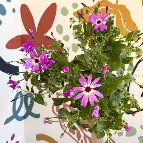 Cineraria - Senetti 'Pink Bicolour' Suntory Collection - British Grown - Sprouts of Bristol