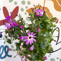 Cineraria - Senetti 'Pink Bicolour' Suntory Collection - British Grown - Sprouts of Bristol