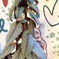 Cissus discolor 'Violet' - Climbing Rex Begonia Vine - Sprouts of Bristol