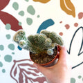 Cleistocactus strausii f. cristata - Crested Silver Torch Cactus - Sprouts of Bristol