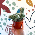 Cleistocactus strausii f. cristata - Crested Silver Torch Cactus - Sprouts of Bristol