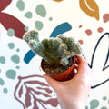 Cleistocactus strausii f. cristata - Crested Silver Torch Cactus - Sprouts of Bristol