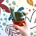 Cleistocactus strausii f. cristata - Crested Silver Torch Cactus - Sprouts of Bristol