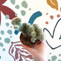Cleistocactus strausii f. cristata - Crested Silver Torch Cactus - Sprouts of Bristol