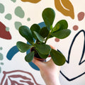 Clusia rosea - Autograph Tree - Sprouts of Bristol