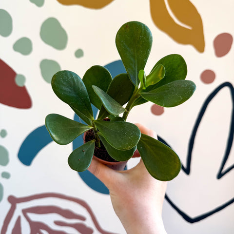 Clusia rosea - Autograph Tree - Sprouts of Bristol