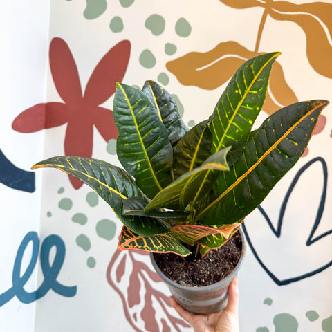 Codiaeum variegatum 'Petra' - Croton - Sprouts of Bristol
