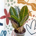 Codiaeum variegatum 'Petra' - Croton - Sprouts of Bristol