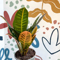 Codiaeum variegatum 'Petra' - Croton - Sprouts of Bristol