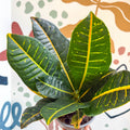Codiaeum variegatum 'Petra' - Croton - Sprouts of Bristol