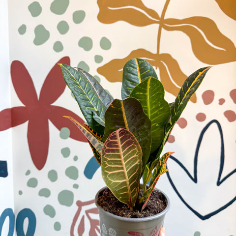 Codiaeum variegatum 'Petra' - Croton - Sprouts of Bristol