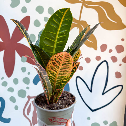 Codiaeum variegatum 'Petra' - Croton - Sprouts of Bristol