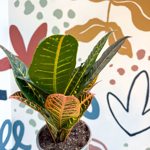 Codiaeum variegatum 'Petra' - Croton - Sprouts of Bristol