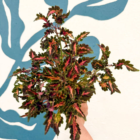 Coleus 'Beauty of Lyon' - Welsh Grown - Sprouts of Bristol