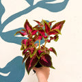 Coleus 'City of Liverpool' - Welsh Grown - Sprouts of Bristol