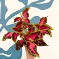 Coleus 'City of Liverpool' - Welsh Grown - Sprouts of Bristol