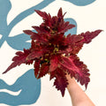Coleus 'Firelight' - Welsh Grown - Sprouts of Bristol