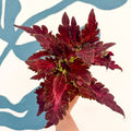 Coleus 'Firelight' - Welsh Grown - Sprouts of Bristol