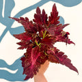 Coleus 'Firelight' - Welsh Grown - Sprouts of Bristol