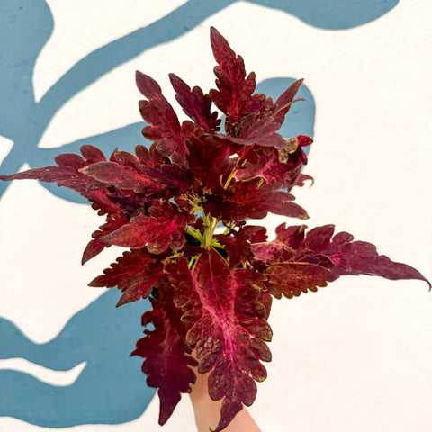 Coleus 'Firelight' - Welsh Grown - Sprouts of Bristol