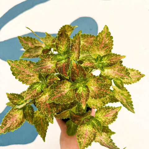 Coleus 'Glennis' - Welsh Grown - Sprouts of Bristol