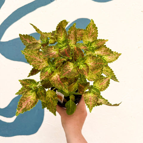 Coleus 'Glennis' - Welsh Grown - Sprouts of Bristol