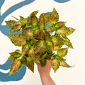 Coleus 'Glennis' - Welsh Grown - Sprouts of Bristol