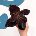 Coleus 'Ms Abbey Road' - Painted Nettle - Sprouts of Bristol