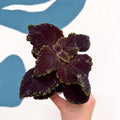 Coleus 'Ms Abbey Road' - Painted Nettle - Sprouts of Bristol