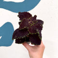Coleus 'Ms Abbey Road' - Painted Nettle - Sprouts of Bristol