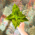 Coleus 'Ms River Walker' - Painted Nettle - Sprouts of Bristol