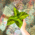 Coleus 'Ms River Walker' - Painted Nettle - Sprouts of Bristol