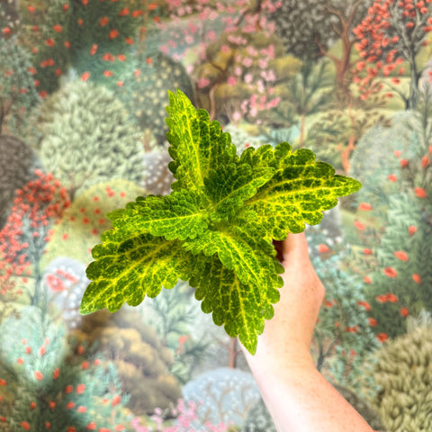 Coleus 'Ms River Walker' - Painted Nettle - Sprouts of Bristol