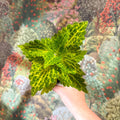 Coleus 'Ms River Walker' - Painted Nettle - Sprouts of Bristol