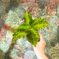 Coleus 'Ms River Walker' - Painted Nettle - Sprouts of Bristol