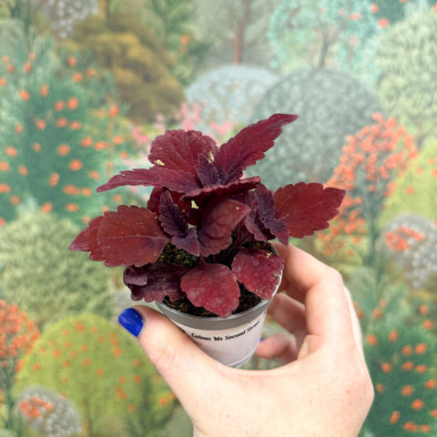 Coleus 'Ms Second Street' - Painted Nettle - Sprouts of Bristol