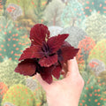 Coleus 'Ms Second Street' - Painted Nettle - Sprouts of Bristol