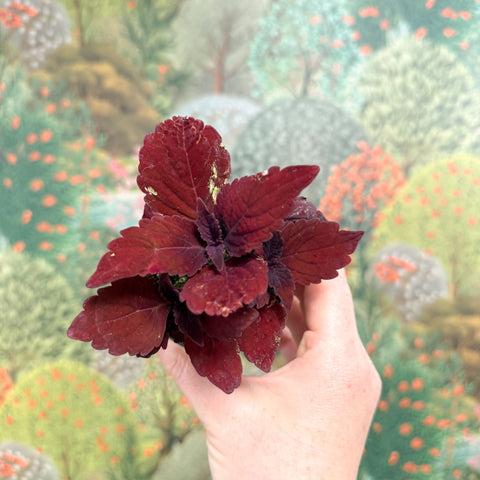 Coleus 'Ms Second Street' - Painted Nettle - Sprouts of Bristol