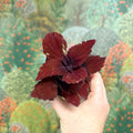 Coleus 'Ms Second Street' - Painted Nettle - Sprouts of Bristol