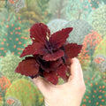Coleus 'Ms Second Street' - Painted Nettle - Sprouts of Bristol